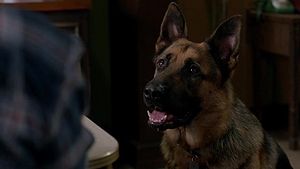 Supernatural.S09E05.Dog.Dean.Afternoon.Colonel.jpg